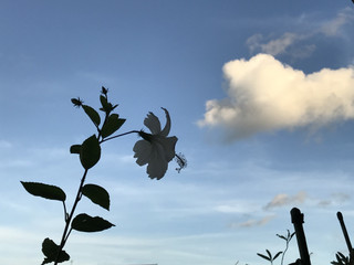 Cc106b7a5fb042c194dd10da989663a2