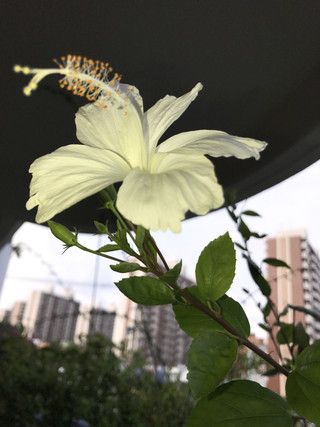 43bef8b52a7c4298b6eb9b7d0fc61b8b