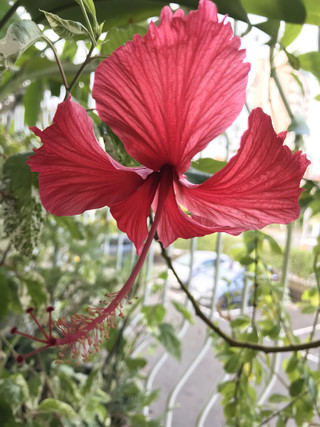 Bcdde1e8c46740918a8924f4b4efd199