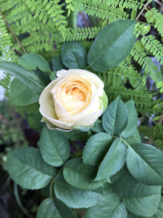 C35181c891fc4770bd92666dadc79886