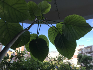 Bf2709845a624687bfc82fa0fbdf012a