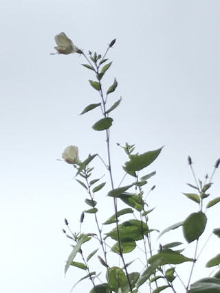 D8d47f37ab4b459495ccec8f926972a8