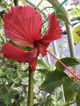 Eeb1271e21e4402a8a26d9b251381076