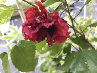 Ccd3d2e32b4a4d8c98ed7274ca6b82ce