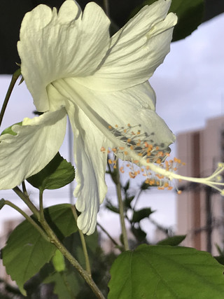 391801d866d64cd0a6e4cf734ae26fc6