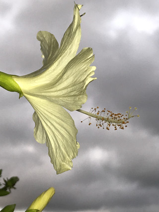 88931a17aea74651bba01a40b6c5ec4b