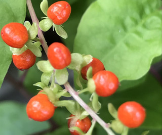 0add562da92d47699a0c8a416c6d5094