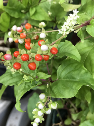 B65346c7cf3f41ab8ec46d32642a7f82