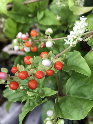 C181bf4ce9224072b9a0188e1f738173