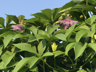 63b6f1a0f11f481d84471280c84c8d9a