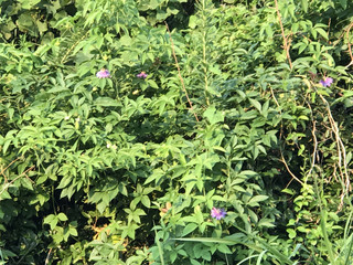 C7eac8d33ab1435e9514d06f7285f80f