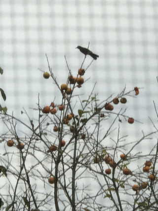 51063e35b1ff44e1a0381bcf4818d301