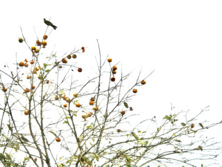 7128c6e511094ff692d5c4eb3879fcfe