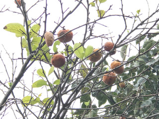 8b7f165415744a68a1aa32a7011bedb2