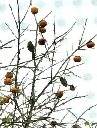 C6b71f258198435f8c371c31a318e6b6