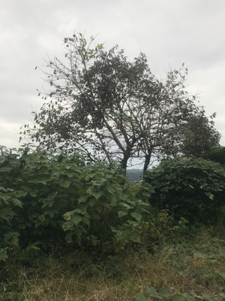 F3d614b8b4a04ad1950fad662ae40442