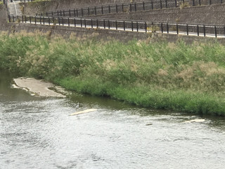 5c5fe5a951224ffb98dfc1eb38769f9c