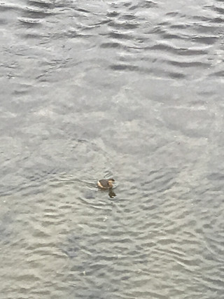 9512d9e748fe4d2e9416fd57dfaf38ec