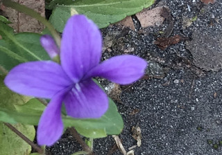 B9b96b58e7d74b38abc07938a840c179