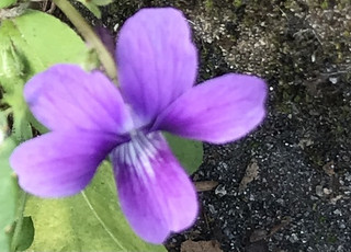 Cf5b8c826f31437794cf734b0dfd79d5