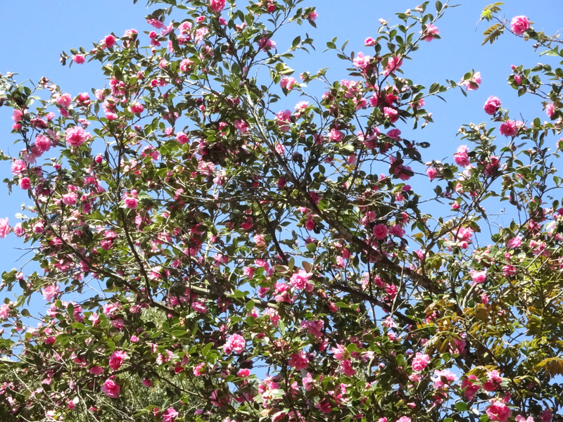 Dsc08588_2 Dsc08588_2