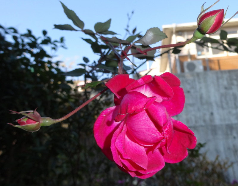 1dsc09208_2 1dsc09208_2