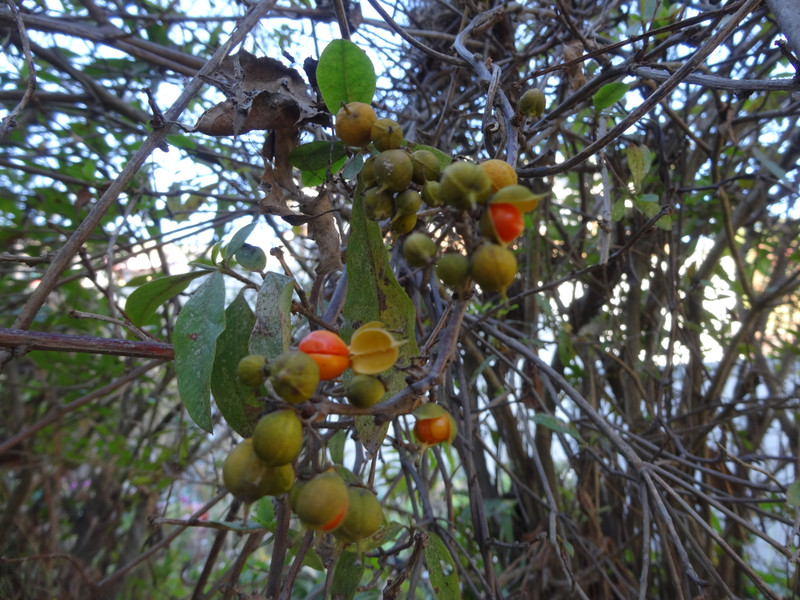 Dsc09205_2 Dsc09205_2