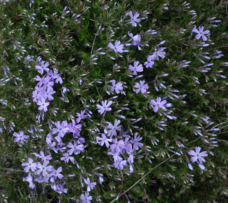 1dsc04285 1dsc04285