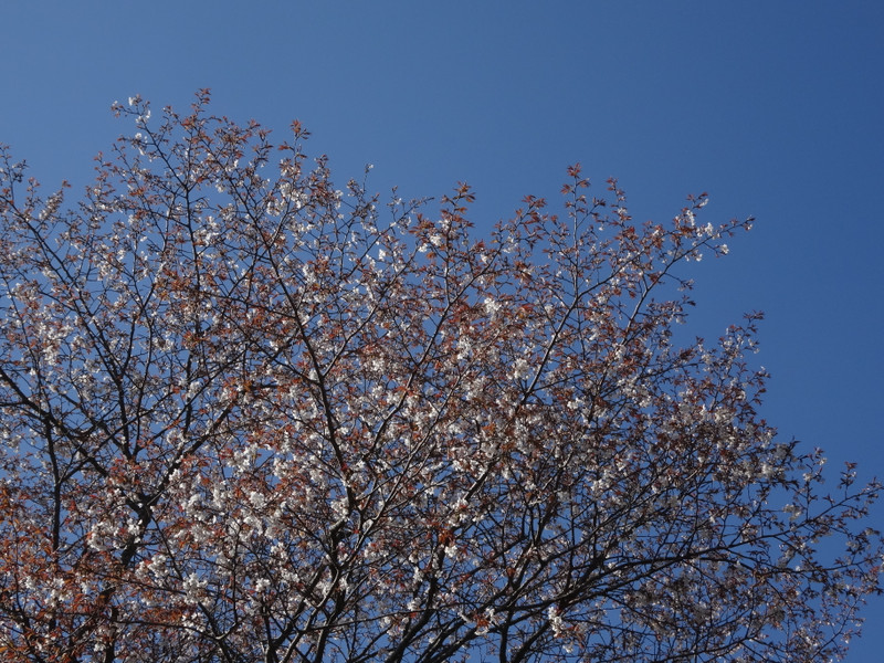 Dsc04356