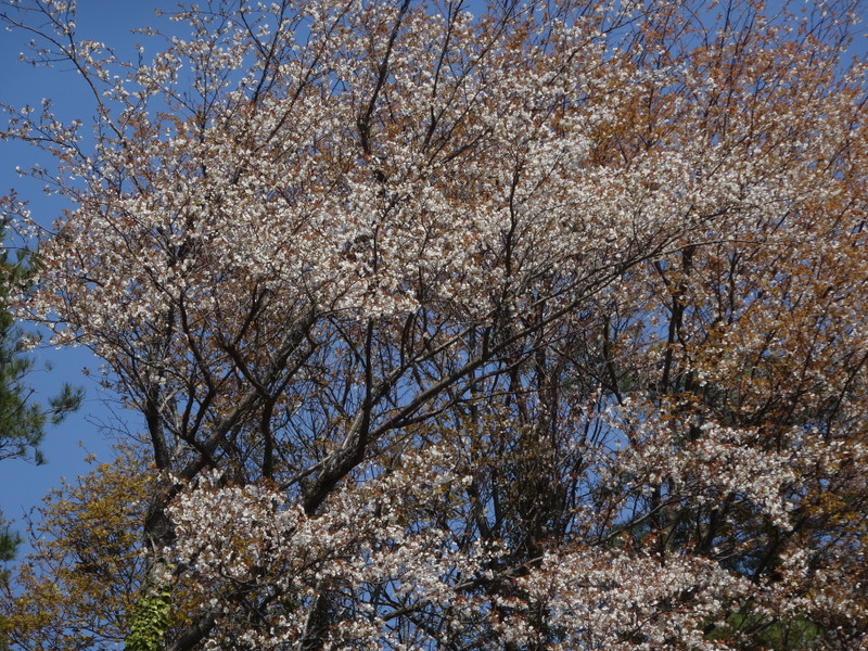 Dsc04405