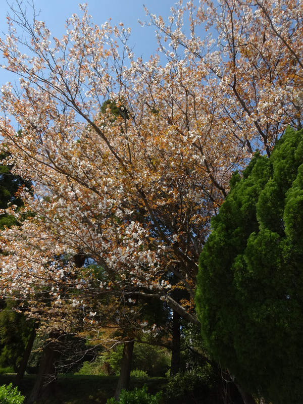 Dsc04409