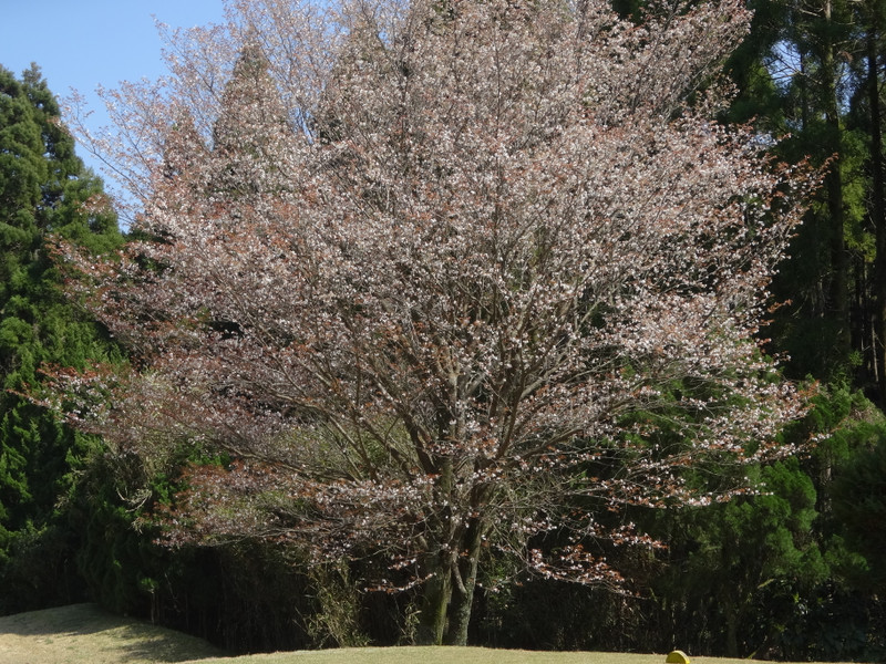 Dsc04415
