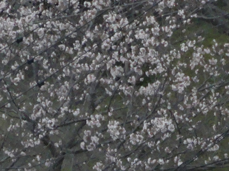 Dsc04693