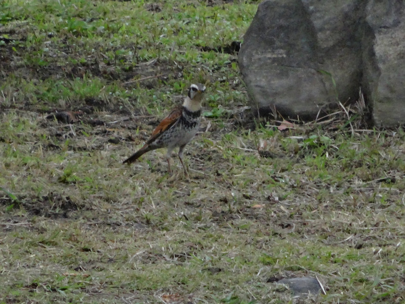 Dsc04703