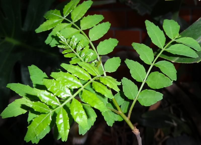1dsc04905
