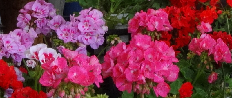 1dsc04988