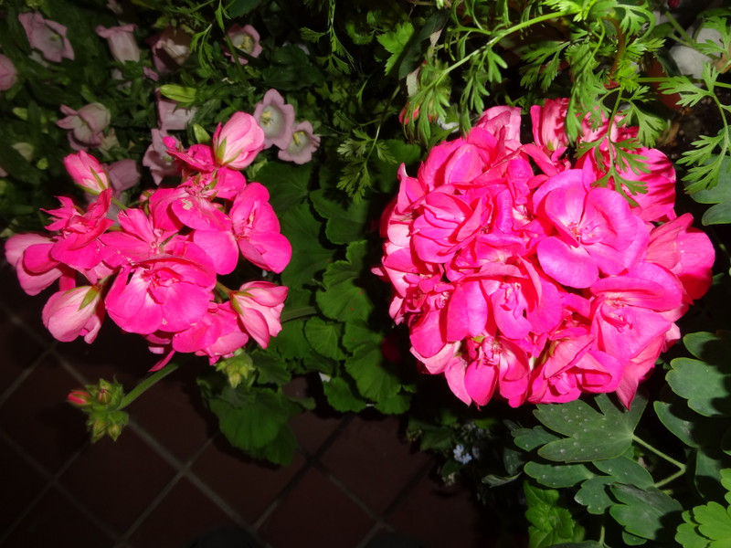 Dsc04997