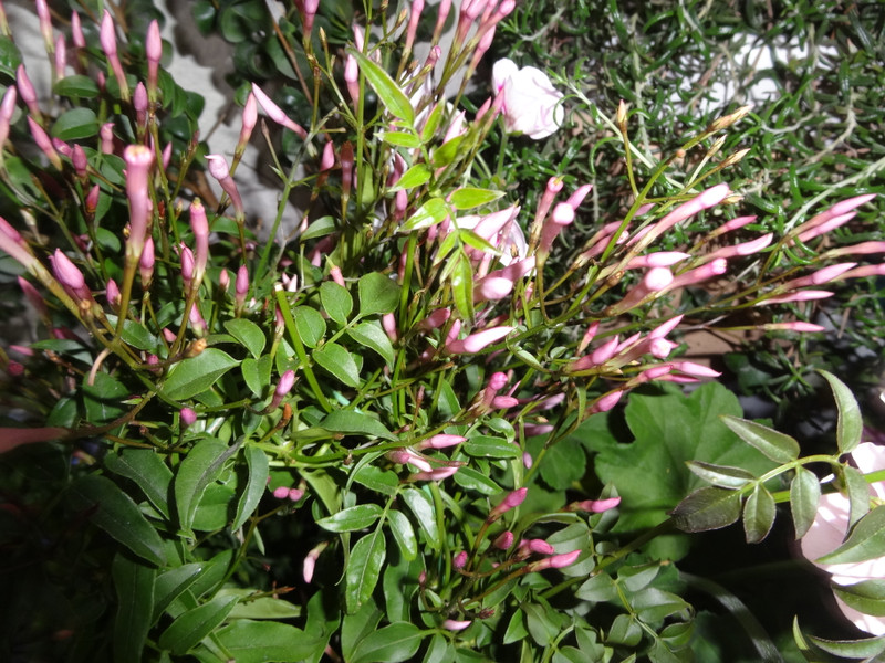 Dsc05000