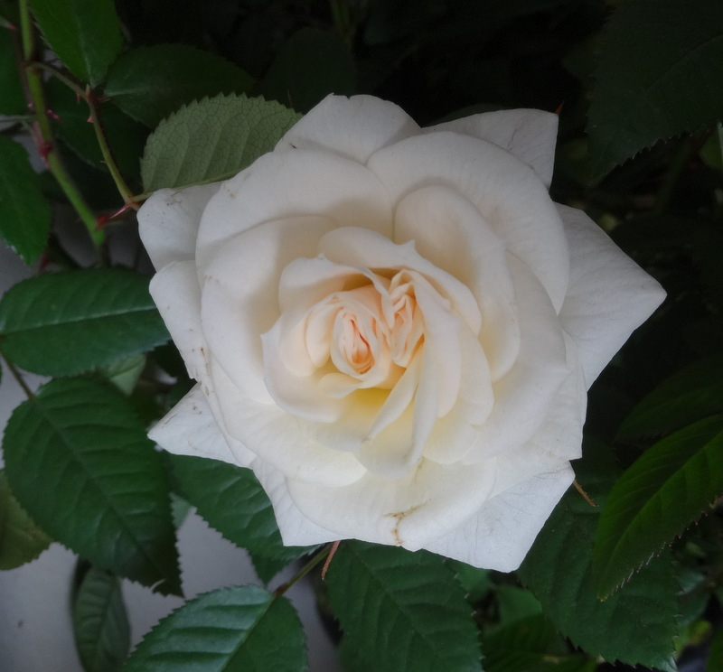 1dsc05030