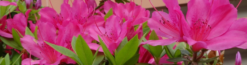 1dsc05050