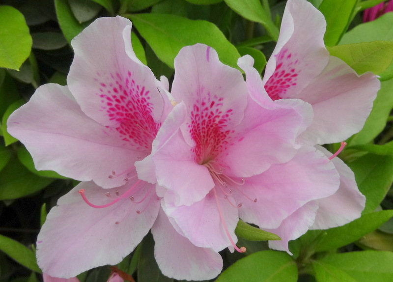 1dsc05054