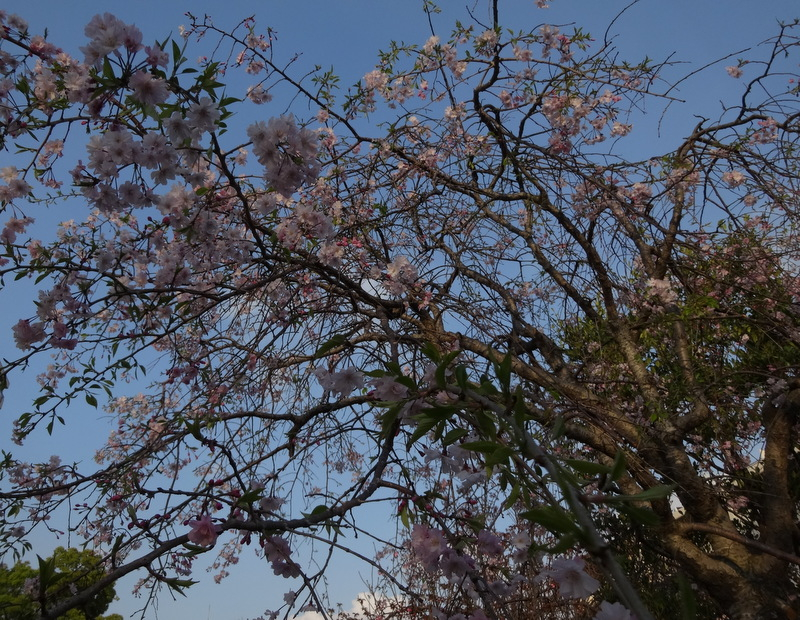 1dsc05137