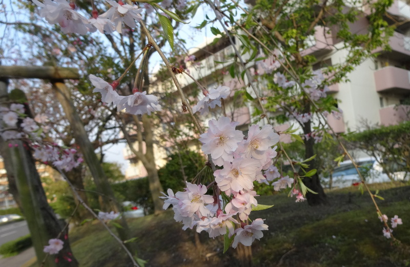 1dsc05140_2
