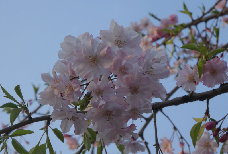 1dsc05143_3