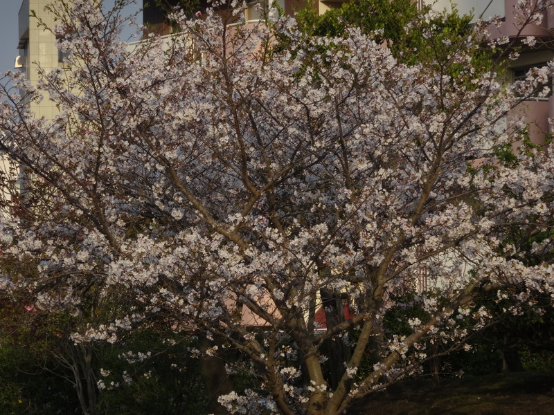 Dsc05130