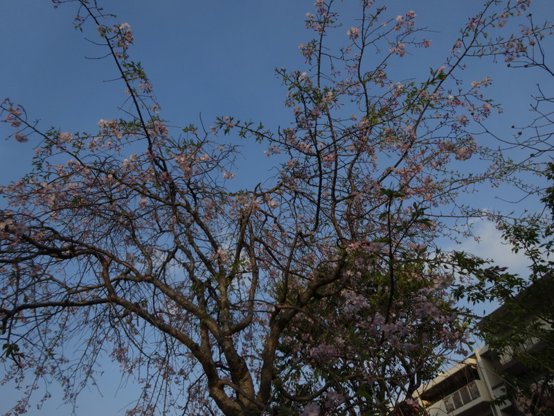 Dsc05139
