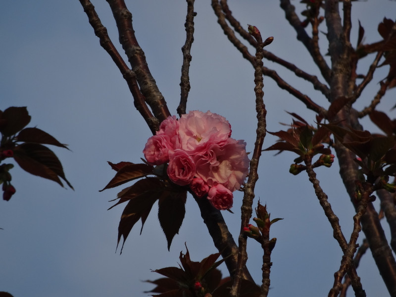 Dsc05145