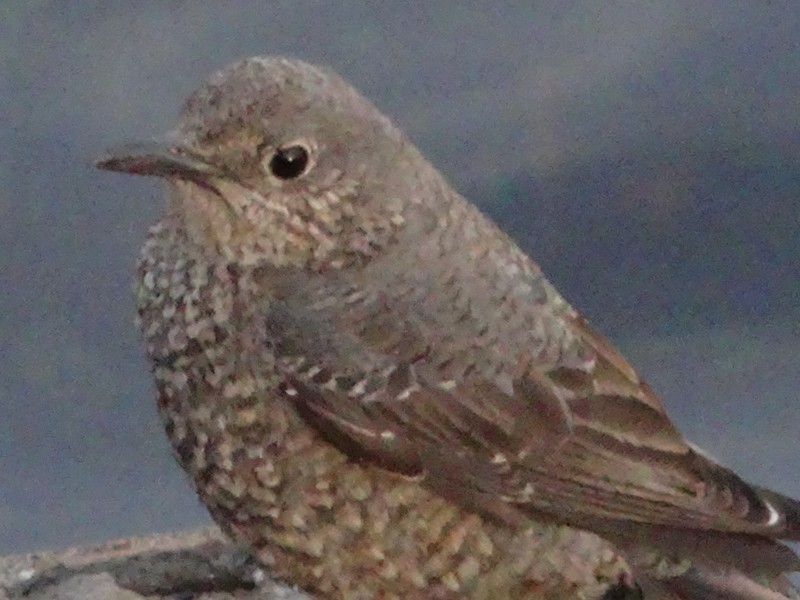 Dsc09751