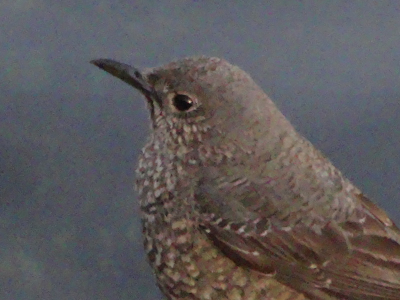 Dsc09752