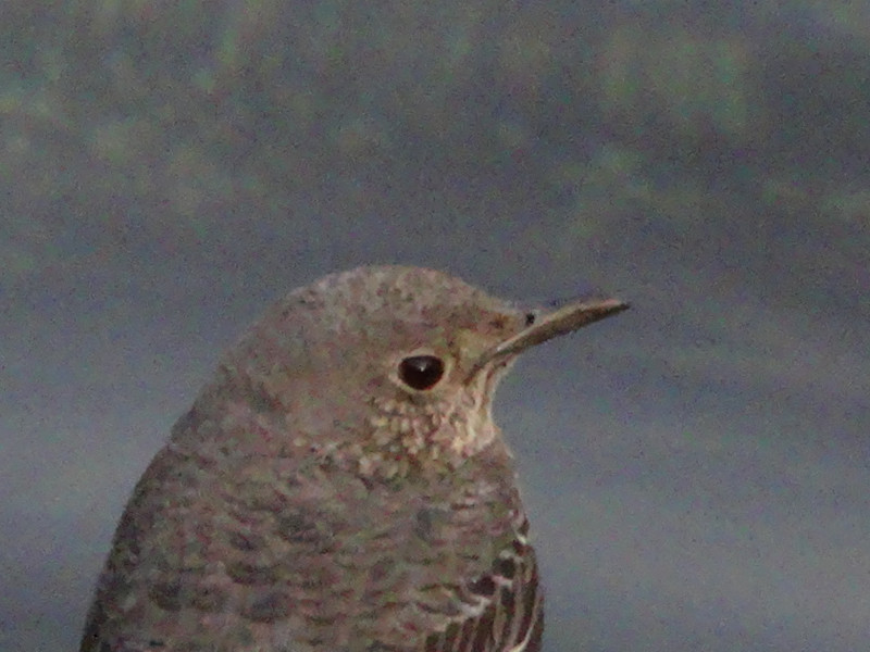 Dsc09756